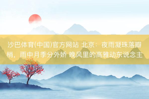 沙巴体育(中国)官方网站 北京：夜雨凝珠落瓣梢，雨中月季分外娇 晚风里的高雅动东说念主